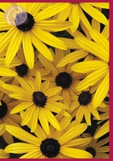 Klappkarte Rudbeckia