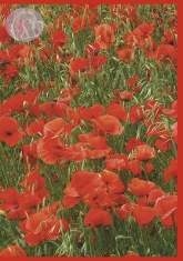 Klappkarte Poppies