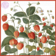 Lunchservietten Erdbeeren aus dem Nassau Florilegium