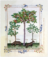 Brillenputztuch Haselnußbusch & Kirschbaum