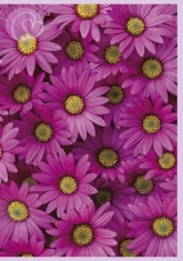 Klappkarte Pink Daisy