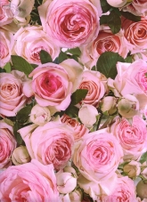 Geschenkpapier Rosen, rosa