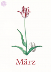 Postkarte 03/ März Liliput, Blumen