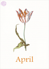 Postkarte 04/ April Liliput, Blumen